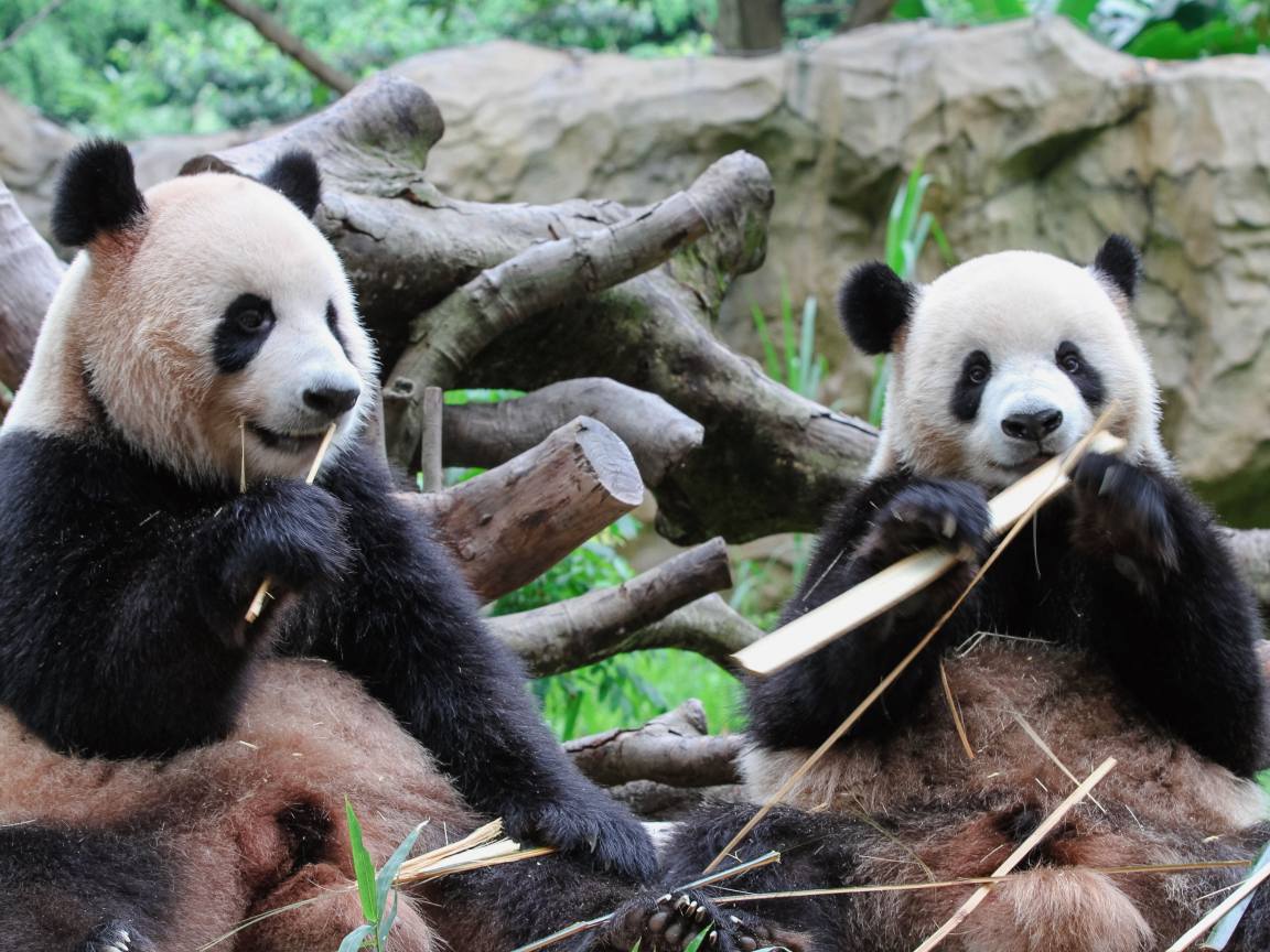 Giant panda eating bamboo in Chengdu