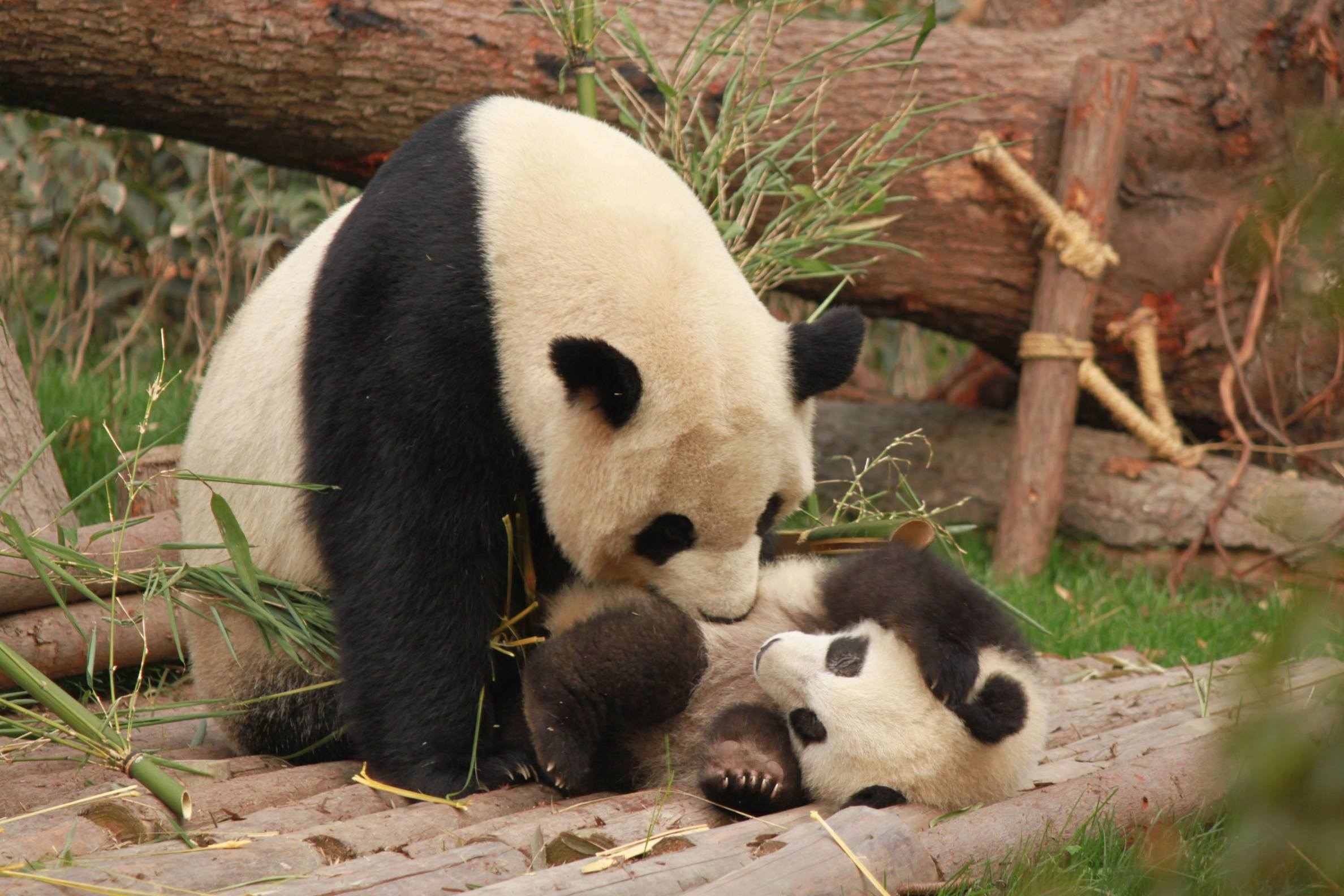 Giant panda eating bamboo at the Chengdu Panda Base, China