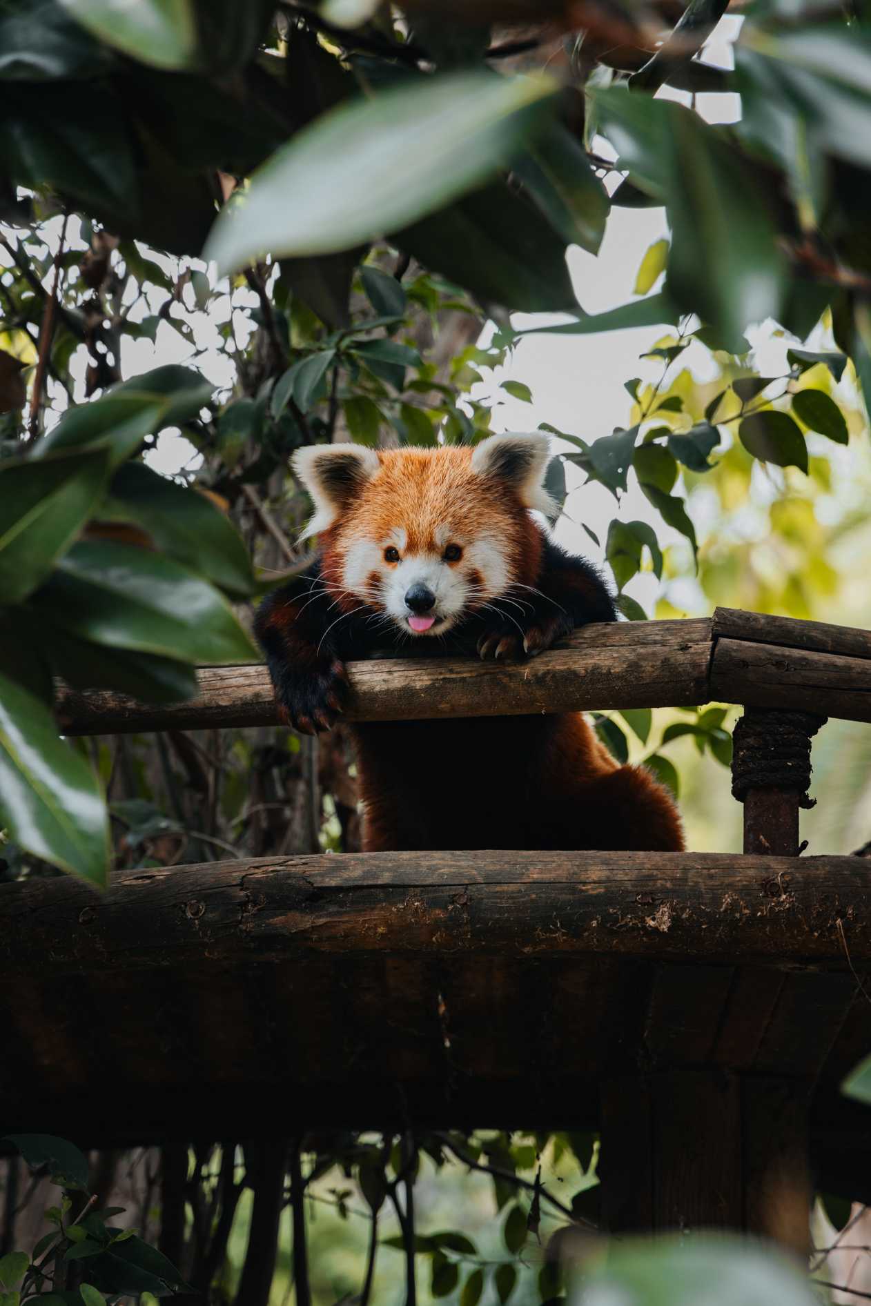Giant panda in Chengdu